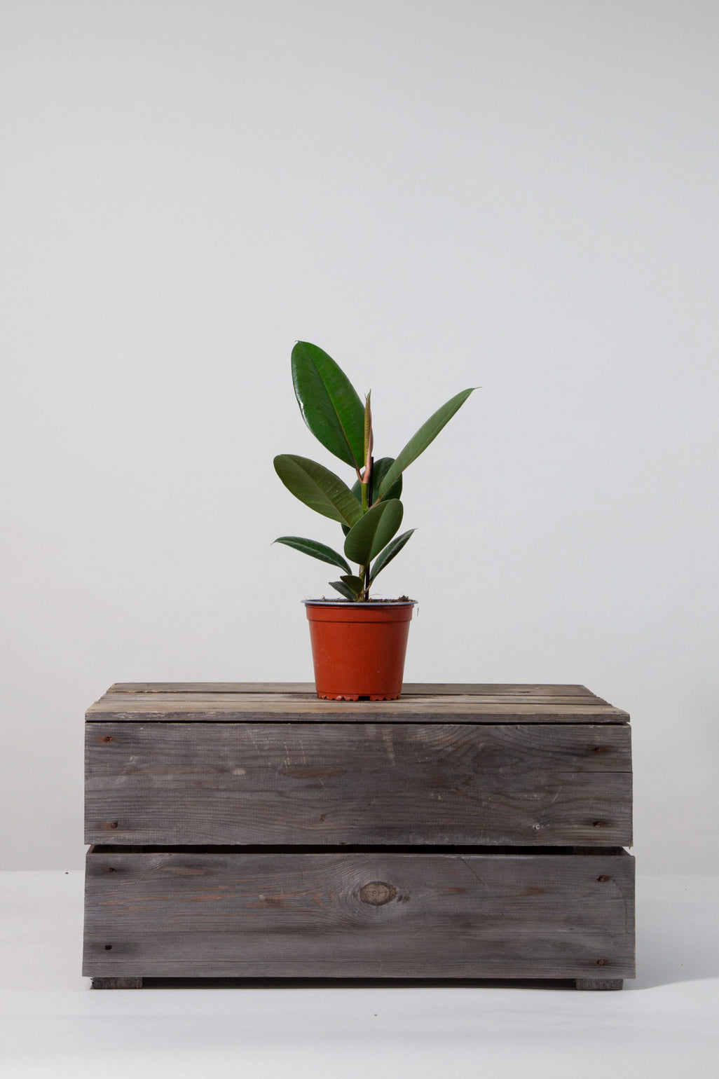 files/IndoorPlants-StudioShots13.11.2023-134.jpg